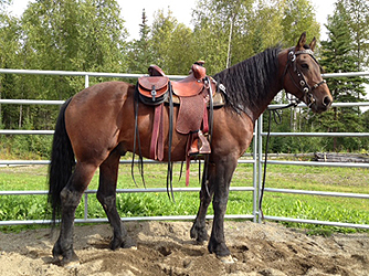 Friesian Stallion