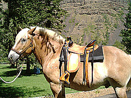 Belgian Draft Horse