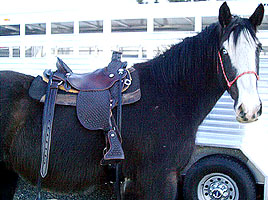 Clydesdale Saddle