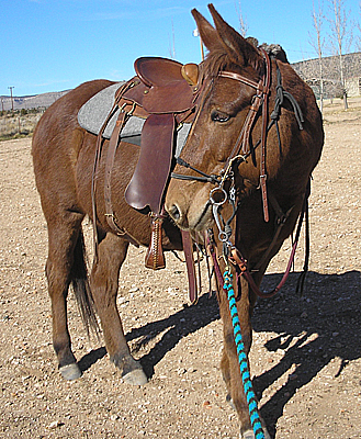 Endurance Western Saddle